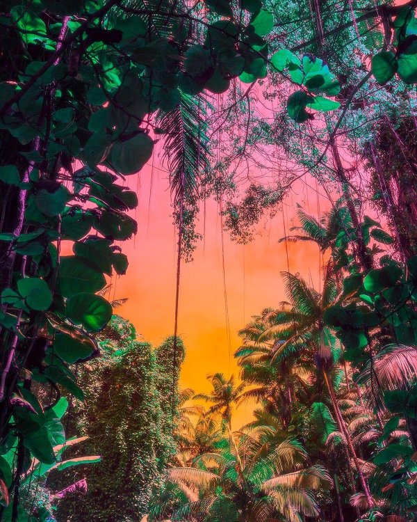 пейзаж пальмы