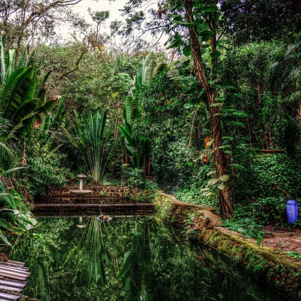 ботанический сад риодежанейро бразилия