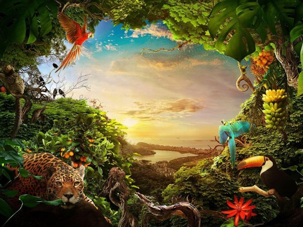красочные джунгли