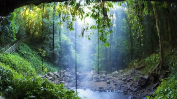 дождь в тропическом лесу