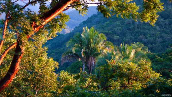 тропики южной америки