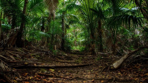 джунгли сельва мексика