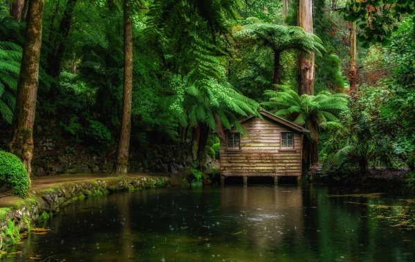 домик в лесу