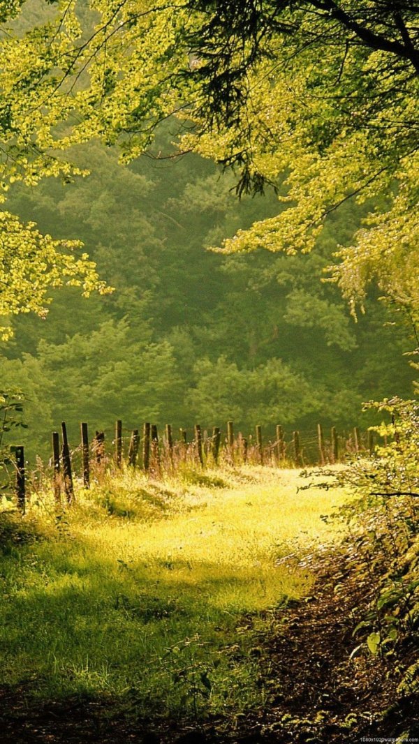 заставки на телефон лето лес