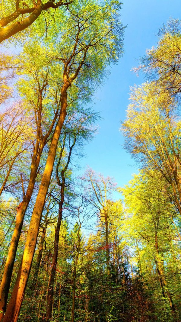 солнечный лес