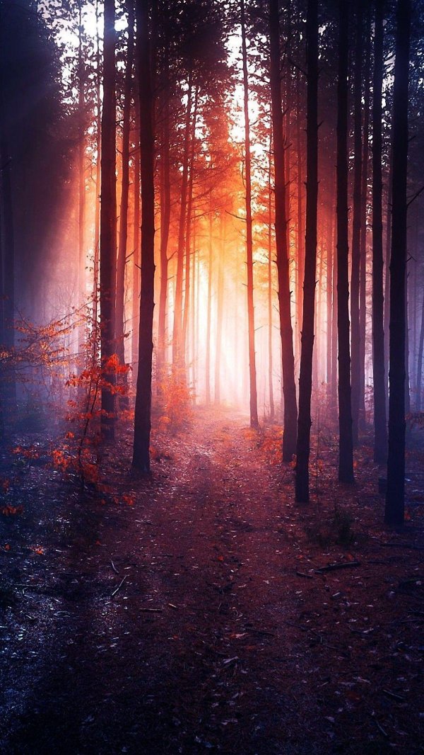 вечерний лес