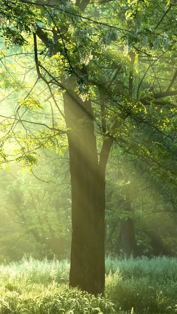 светлый лес