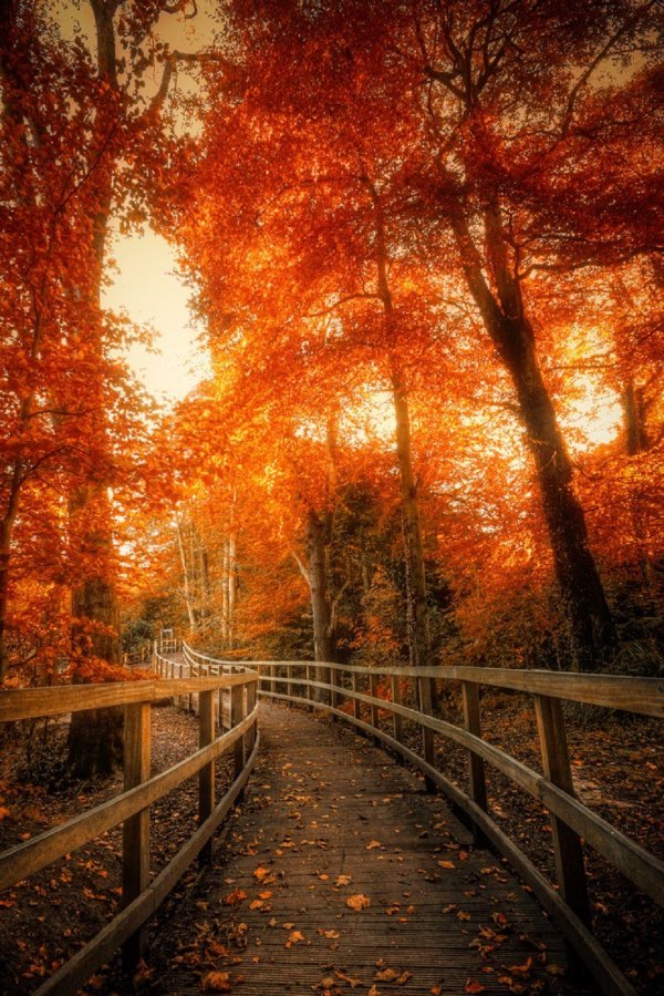 осень красивая