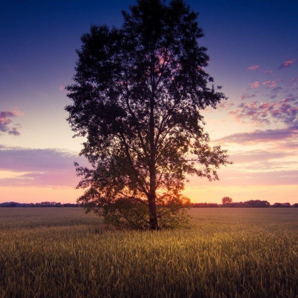 одинокое дерево в поле