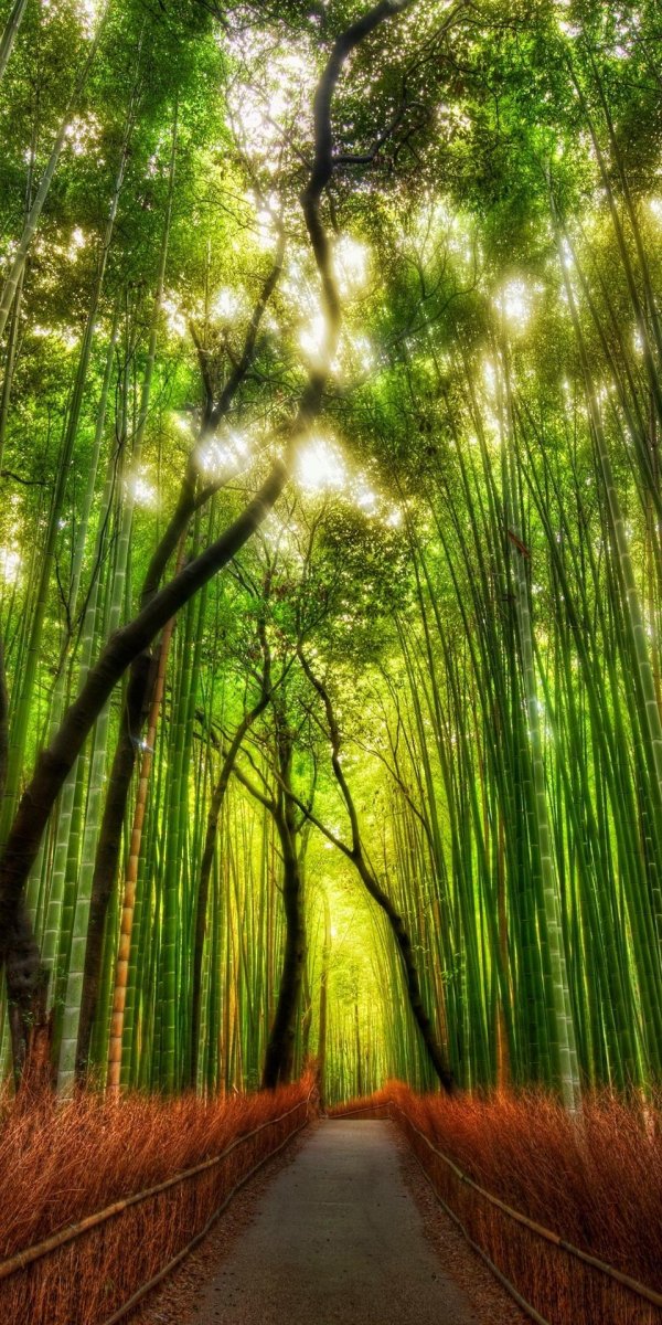 бамбуковая роща