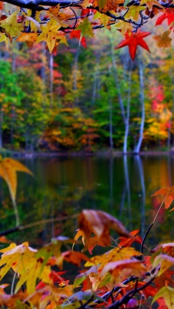 осенние обои
