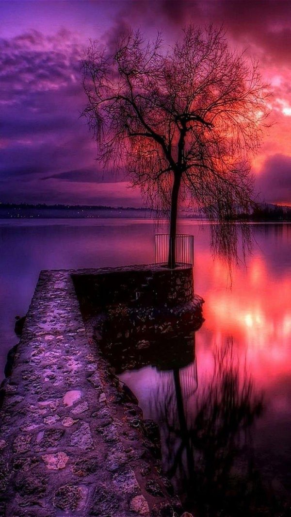 красивый фиолетовый