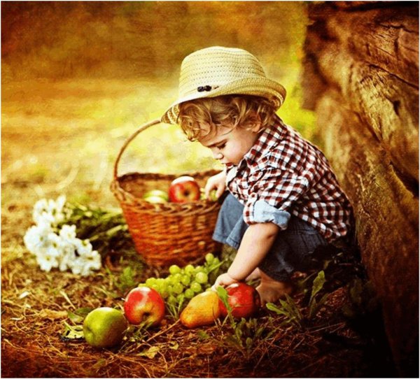 яблоки в саду