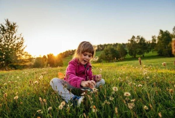 поле природа