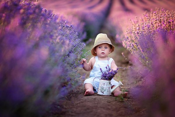 лавандовое поле