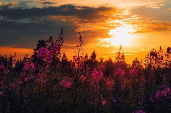 иван чай кипрей