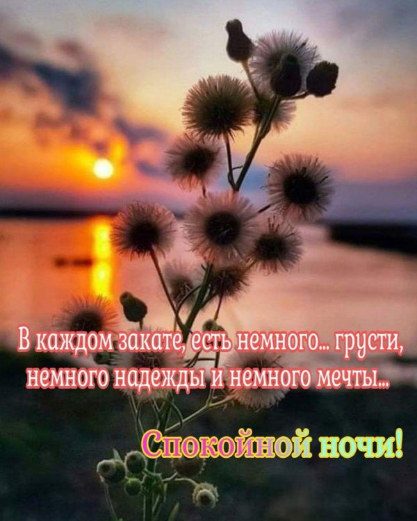 спокойная ночи