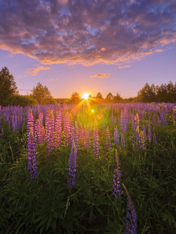 долина реки сходня люпины