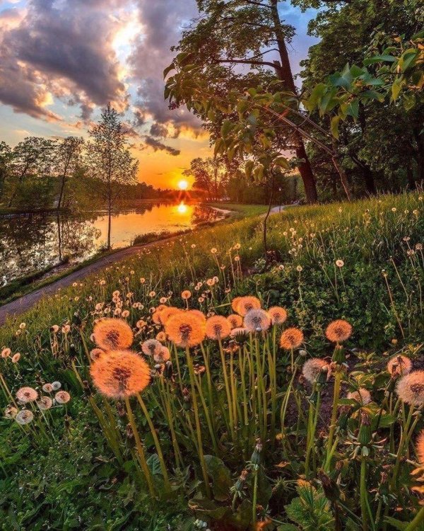 пейзажи летние