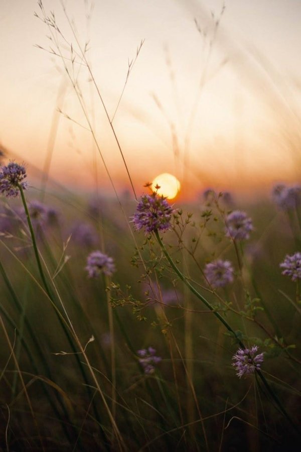 рассвет цветы