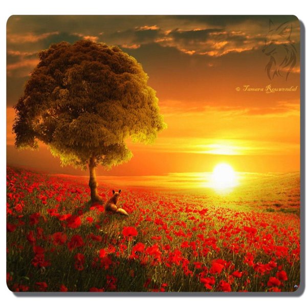 цветы и солнце