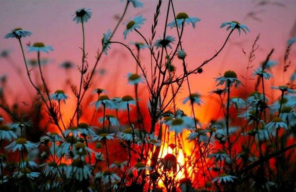 ромашка на закате