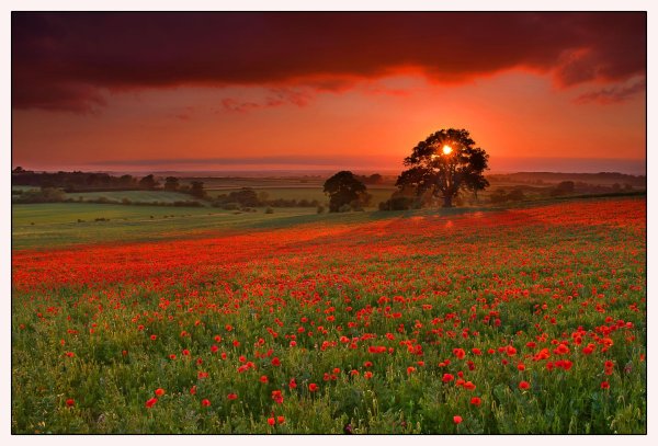 цветочное поле