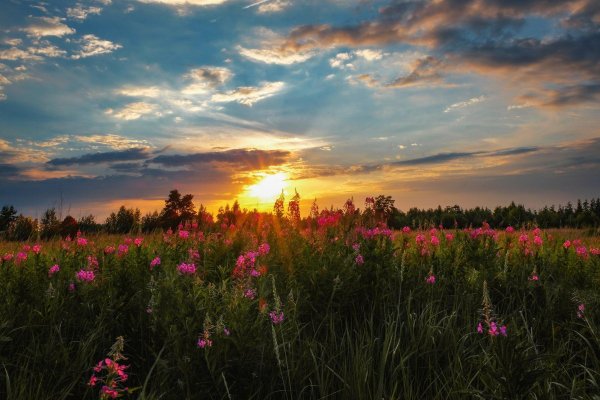 иван чай кипрей