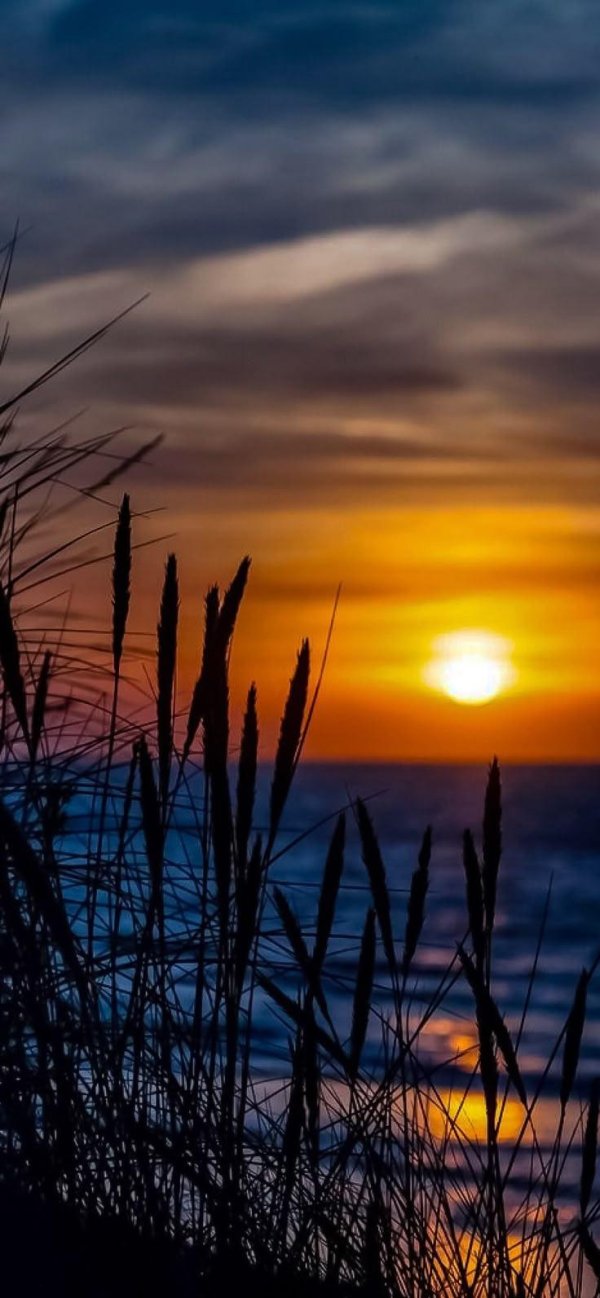 трава на закате