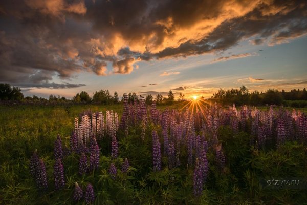 долина реки сходня люпины