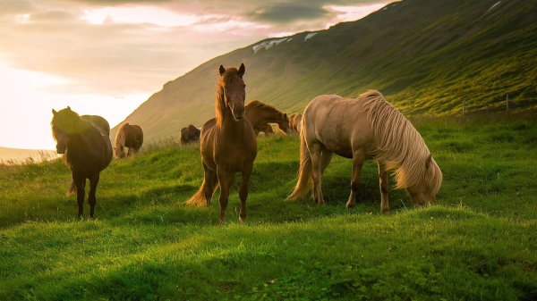 исландия порода лошадей