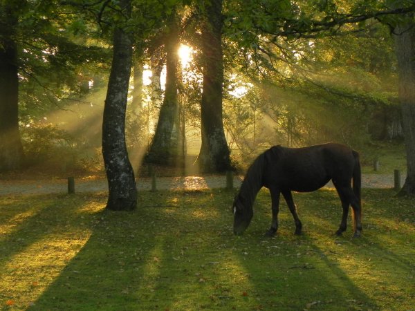 нью форест пони
