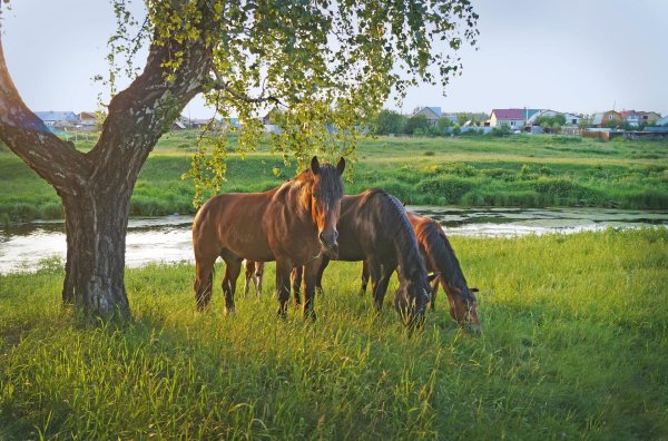 пейзаж с лошадьми