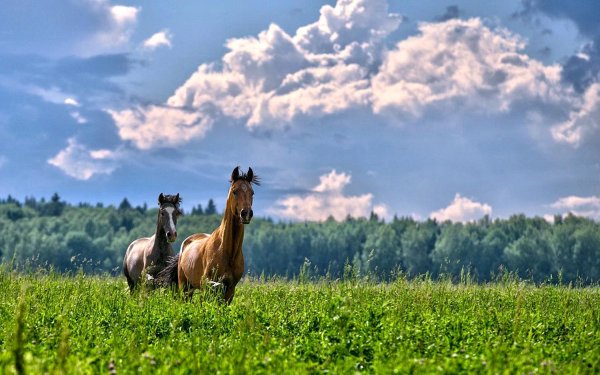 кони в поле
