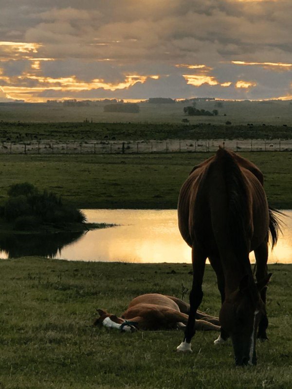 лошади эстетика пинтерест