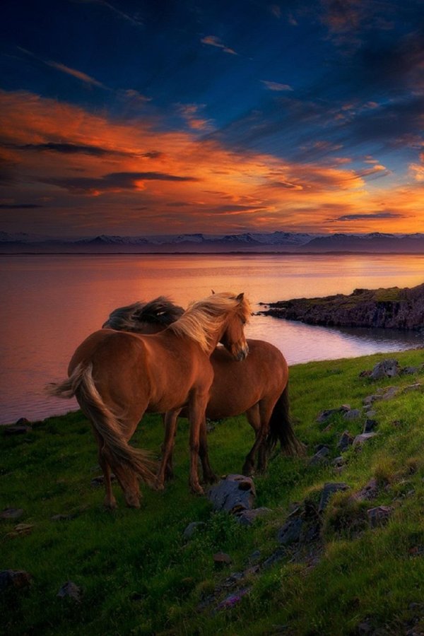 дикая лошадь