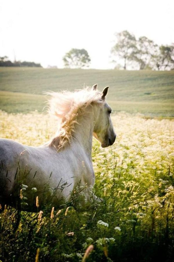 камаргу порода лошадей