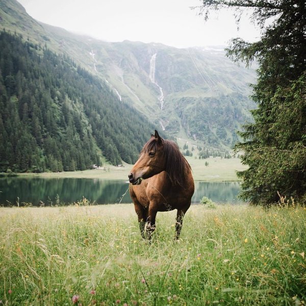 лошади дикие