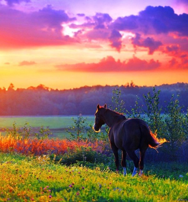конь на закате