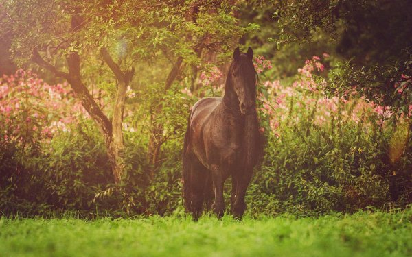 фризская порода лошадей