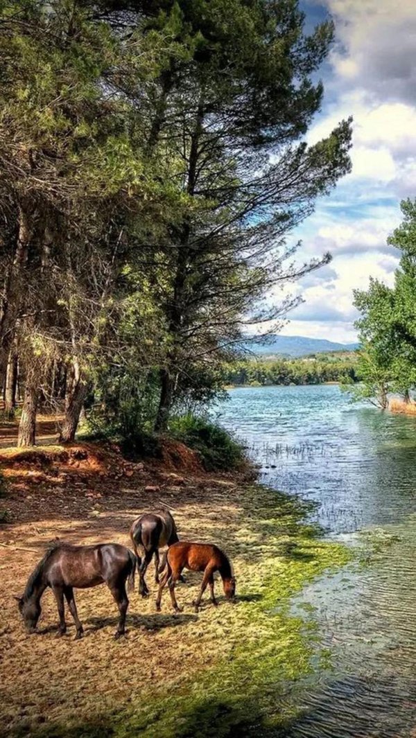 пейзажи с животными