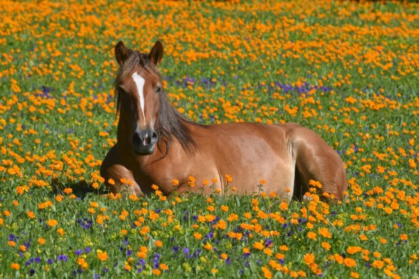 кони на лугу