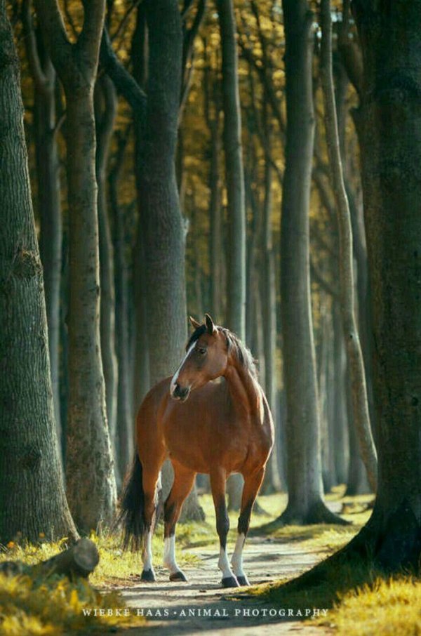 порода лошадей фрайбергер