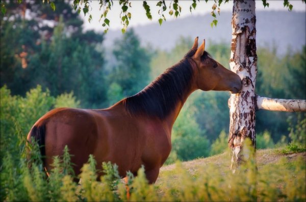 гнедая лошадь