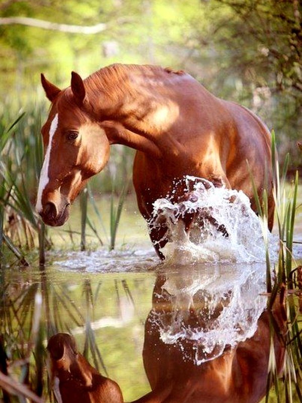 лошадь пьет воду
