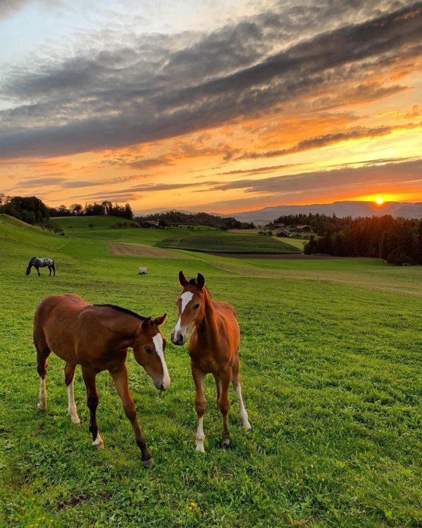 жеребенок пол года