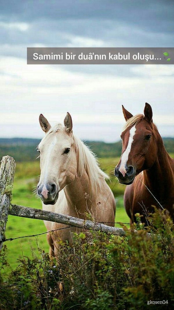 фотографии лошадей