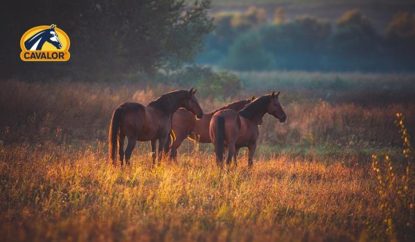 лошади в степи