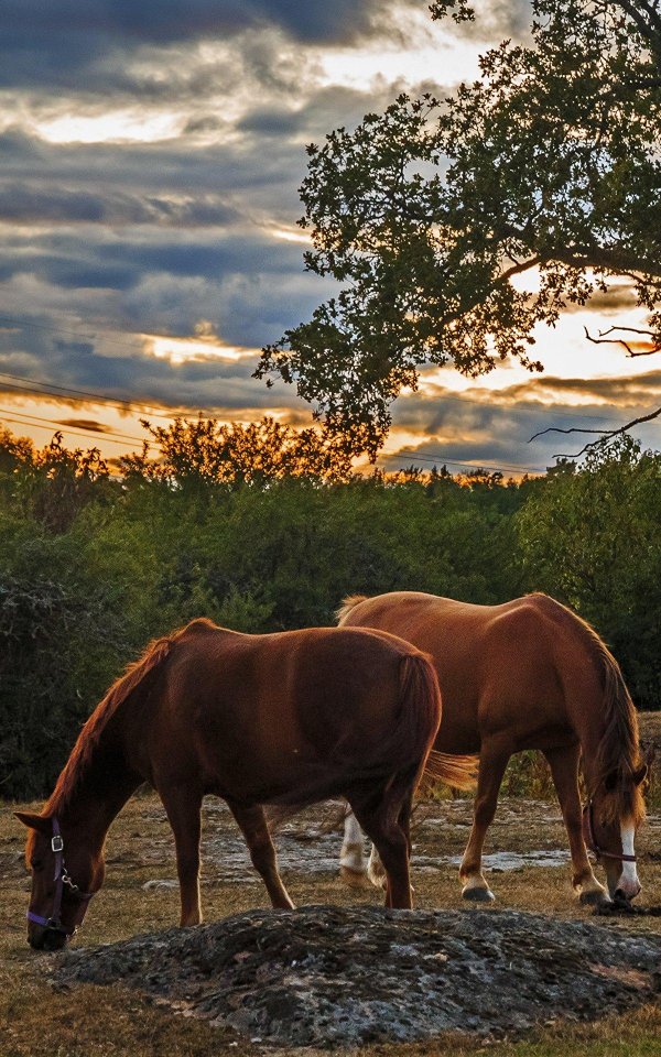 лошади на рассвете