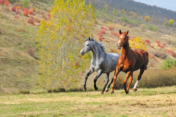андалузская лошадь серая